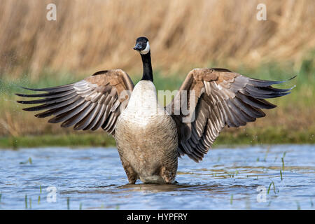 Canada goose (Branta canadensis) flapping wings in pond Stock Photo