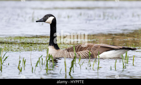 Canada goose (Branta canadensis) swimming in pond Stock Photo