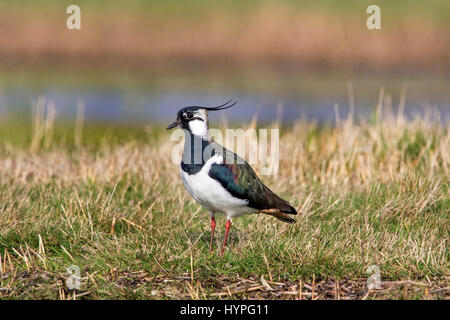 A Northern Lapwing (vanellus Vanellus) In A Field In The Ebro Delta On 