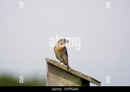 Pair of Eastern Bluebirds flying to the nest to feed their young with a variety of insects Stock Photo