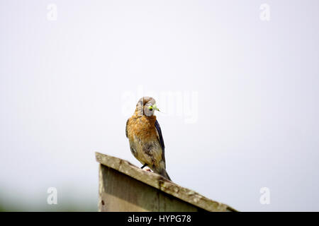 Pair of Eastern Bluebirds flying to the nest to feed their young with a variety of insects Stock Photo