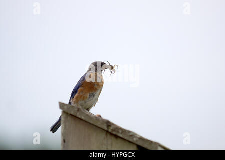 Pair of Eastern Bluebirds flying to the nest to feed their young with a variety of insects Stock Photo