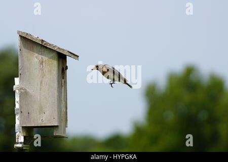 Pair of Eastern Bluebirds flying to the nest to feed their young with a variety of insects Stock Photo