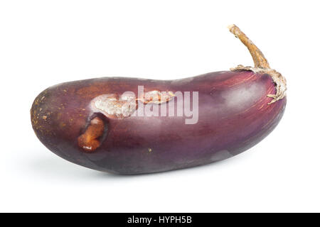 Rotten eggplant isolated on white background Stock Photo