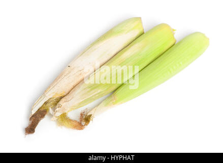 Closed corn cob isolated on white background Stock Photo