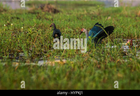 A Swamphen perched on wetland in hunting mode Stock Photo