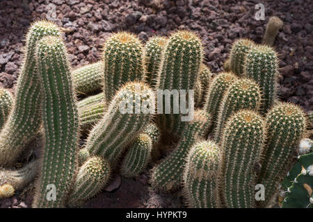Argentine Giant , Echinopsis candicans, Cactaceae, Argentina, South America Stock Photo