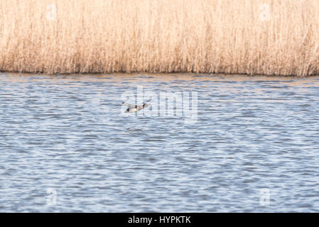 A flying female Teal (Anas crecca) Stock Photo