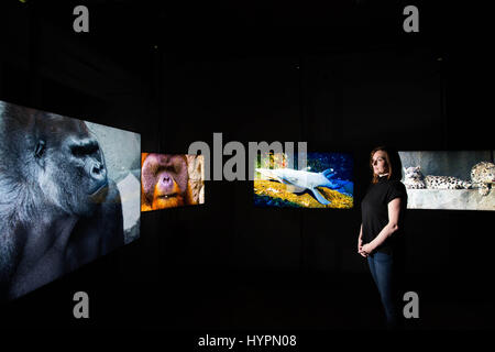 EDITORIAL USE ONLY Digital artist Kelly Richardson at the hyper-real 'Closer to Nature' exhibition, which puts the public face-to-face with the world's most endangered animals to launch LOVE NATURE, a new wildlife on-demand digital channel, London. Stock Photo