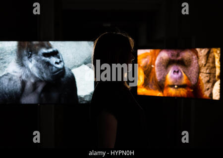 EDITORIAL USE ONLY Digital artist Kelly Richardson at the hyper-real 'Closer to Nature' exhibition, which puts the public face-to-face with the world's most endangered animals to launch LOVE NATURE, a new wildlife on-demand digital channel, London. Stock Photo