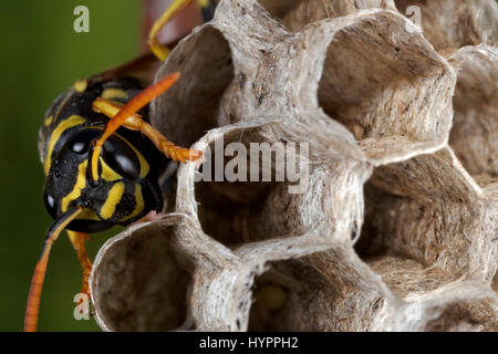 Paper wasp building the nest Stock Photo