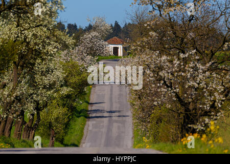 spring road with alley of apple tree trees in bloom, i background small chapel, rural countryside scene Stock Photo