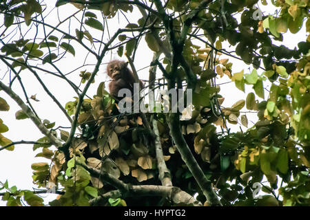 inquisitive baby orangutan peering out from its night nest Stock Photo