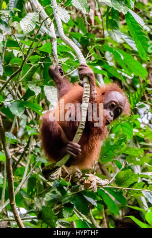 Baby Orangutan swinging in the trees Stock Photo