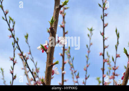 Branch of a sour cherry tree with flowers in blossom in springtime - closeup Stock Photo