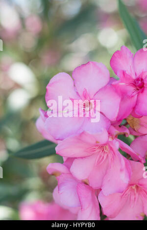 Close up of pink flowers with soft focus. Nerium oleander Stock Photo