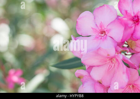 Close up of pink flowers with soft focus. Nerium oleander Stock Photo