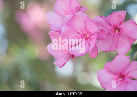 Close up of pink flowers with soft focus. Nerium oleander Stock Photo