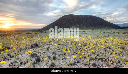 Wild flowers carpet the desert at the Amboy Crater in the Mojave Trails National Monument March 15, 2017 near Amboy, California. The Mojave Trails National Monument spans 1.6 million acres and includes rugged mountain ranges, ancient lava flows and fossil beds, and spectacular sand dunes. Stock Photo