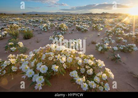 Wild desert primrose carpet the sand at the Cadiz Dunes in the Mojave Trails National Monument March 21, 2017 near Cadiz, California. The Mojave Trails National Monument spans 1.6 million acres and includes rugged mountain ranges, ancient lava flows and fossil beds, and spectacular sand dunes. Stock Photo