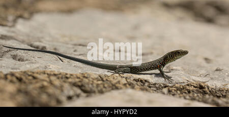 Greek Rock Lizard (Hellenolacerta graeca) Stock Photo