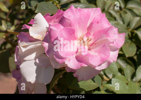 Floribunda pink rose (Charles Aznavour) Stock Photo