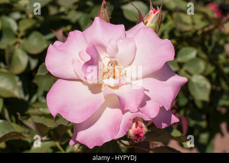 Floribunda pink rose (Charles Aznavour) Stock Photo