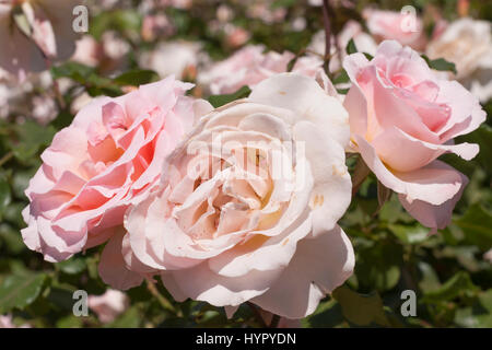 Floribunda pink Rose, Romantica Rose 'Johann Strauss'. Hybrid tea Stock Photo