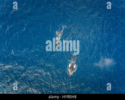 Aerial view of a humpback whale breaching the surface of the deep blue ...