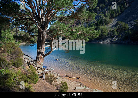 An Lochan Uaine, The Green Lochan, near Glenmore in Cairngorm National Park, Scotland, UK Stock Photo