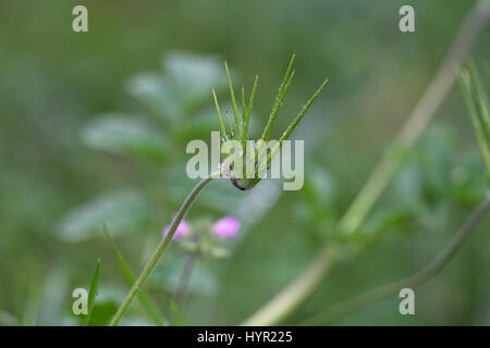 Common storksbill seed Erodium cicutarium Spain Stock Photo - Alamy