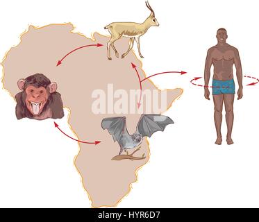 Illustration Ebola virus circulation in nature and the way of transmission to humans Stock Vector
