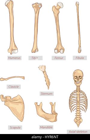 humerus,tibia,femur,fibula,clavicle,sternum,scapula,mandible,axial skeleton detailed medical illustrations .Latin medical terms. Isolated on a white b Stock Vector