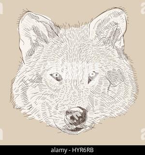 engraving style vector hand drawing wolf head Stock Vector