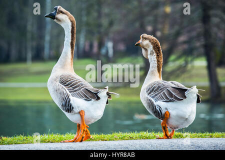Pair of white Chinese geese, domesticated breed of swan geese (Anser cygnoides) in a park, walking to a shore of a pond. Couples quarrel concept. Stock Photo