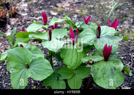 A Bunch of Giant Purple Wakerobin (Trillium kurabayashii) in a border at RHS Garden Harlow Carr, Harrogate, Yorkshire. Stock Photo