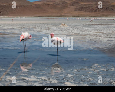 A group of pink flamingos in Laguna Cañapa, these birds are a very common sight in the endorheic salt lake in the Potosí Department of southeastern Bo Stock Photo