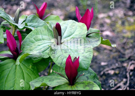 A Bunch of Giant Purple Wakerobin (Trillium kurabayashii) in a border at RHS Garden Harlow Carr, Harrogate, Yorkshire. Stock Photo