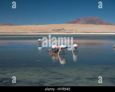 A group of pink flamingos in Laguna Cañapa, these birds are a very common sight in the endorheic salt lake in the Potosí Department of southeastern Bo Stock Photo
