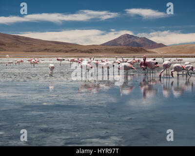A group of pink flamingos in Laguna Cañapa, these birds are a very common sight in the endorheic salt lake in the Potosí Department of Bolivia Stock Photo
