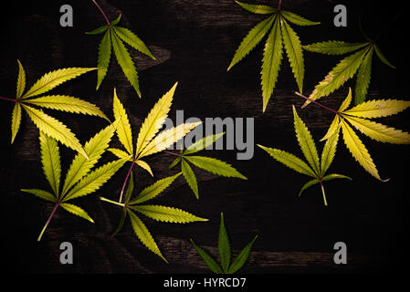 Fresh harvested cannabis leaves pattern isolated over black background - medical marijuana concept Stock Photo