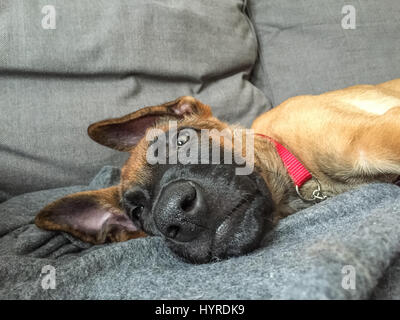 Funny picture of Belgian shepherd, Malinois, puppy resting inside Stock Photo