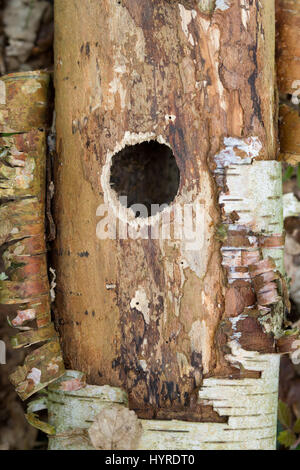 Round hole made by a woodpecker in a dead tree trunk or branch. Stock Photo