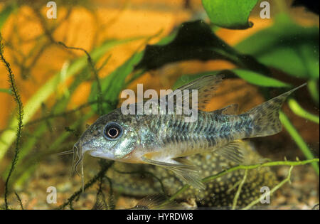 Marmorierter Panzerwels, Corydoras paleatus, blue leopard corydoras, mottled corydoras, peppered catfish, Corydoras poivré, Corydoras marbré, Panzerwe Stock Photo