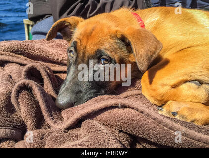 Funny picture of Belgian shepherd, Malinois, puppy resting outside, looking sleepy, with ocean in the background Stock Photo