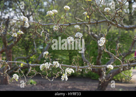 Pyrus communis. Pear 'Williams' Bon Chretien' fan trained on wire in blossom. RHS Wisley Gardens. Surrey, England Stock Photo
