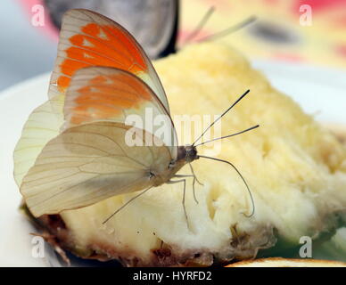 Great Orange Tip butterfly (Hebomoia glaucippe), native to Southeast Asia, China, India and Southern Japan. Stock Photo