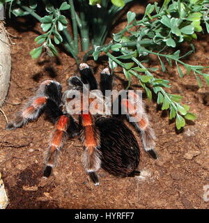 Mexican Fireleg or Rustleg tarantula (Brachypelma boehmei) native to Mexico, mainly the Pacific Coast of Guerrero state Stock Photo