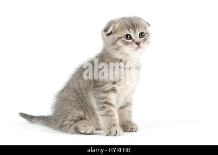 Scottish Fold, Scottish Fold (Felis silvestris catus), kitten, age 6 weeks, color blue tabby Stock Photo