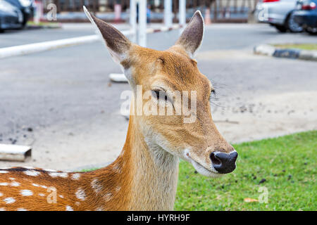 Close up of female Spotted Deer Stock Photo